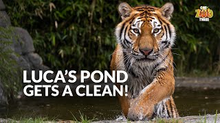 Luca's pond gets a CLEAN! | One Zoo Three