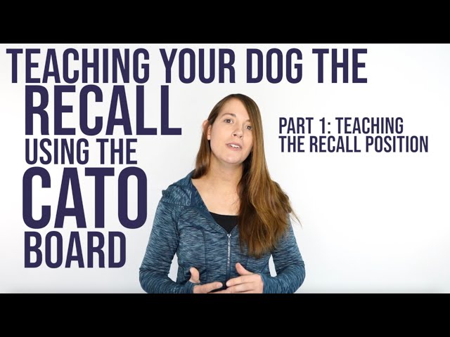 Teaching your dog to LOVE the Cato Board - intro to platform