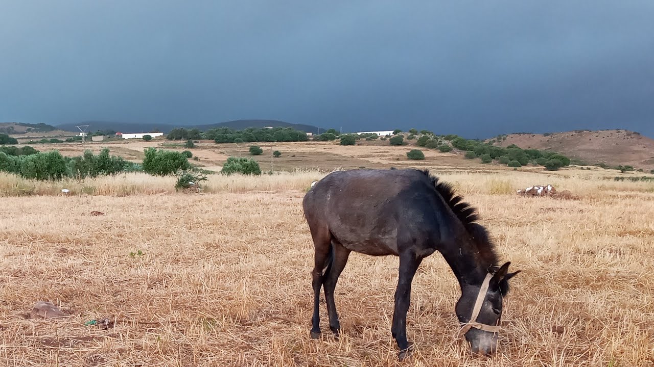 مناظر مختلفة من القبيلة العريقة تاريخيا وثقافيا وحضارة  - بني سيدال الجبل  - هدية القناة لزوارها