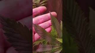 RO Water For Living Organic $oil How To Water Cannabis Plants With Water Filter Reverse Osmosis