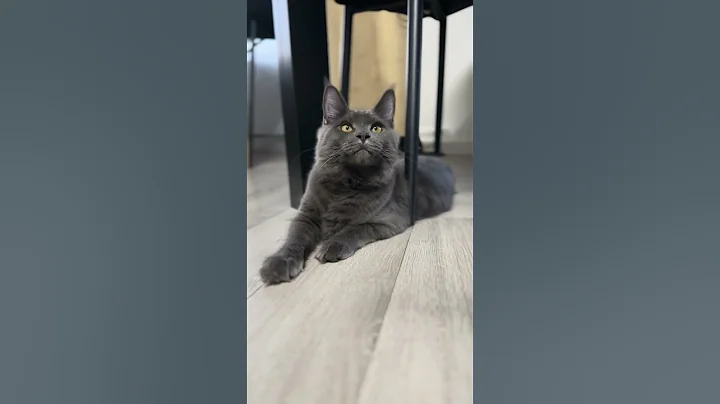 Video 4938121: mainecoonkittens mainecoons cats, mains coon cat mainecoon, blue maine coon cat, maine coon cat funny