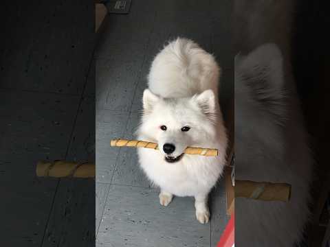 Videó: A ninja-kutya nyugodtan kihúzta a Perfect Heist-t, amelyet csak a tulajdonos konyhai fényképezőgépének kell fóliáznia