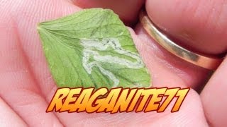 How to Combat Leaf Miners in your Garden! (They eat your plants from the inside & leave lines)