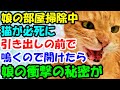 娘の部屋を掃除中、猫が必死に引き出しの前で鳴くので開けてみたら娘の衝撃の秘密が【猫の不思議な話】【朗読】