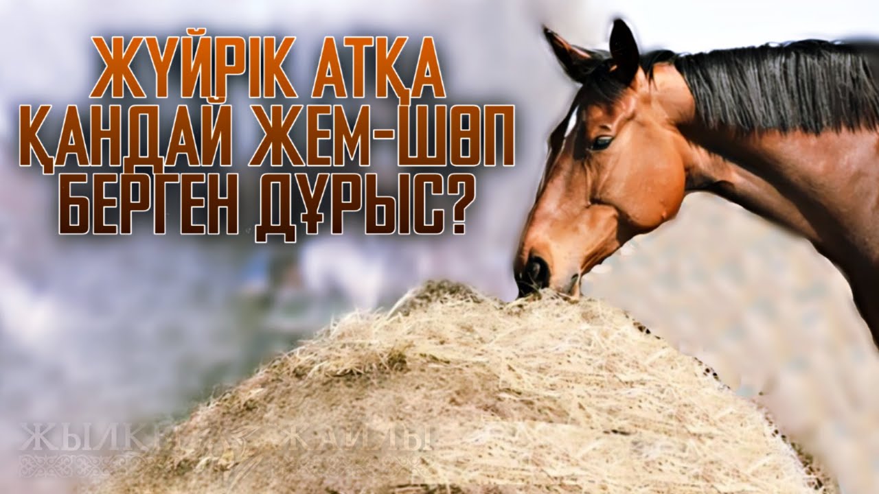 АТБЕГІ ЖҮЙРІК АТТЫҢ АЗЫҒЫ ТУРАЛЫ АЙТТЫ❗🐎 - Жылқы Жайлы
