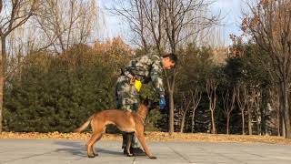 Teach Belgian Malinois Dog  To Weave Through Your Legs (1) by WoofMeow 426 views 2 weeks ago 1 minute, 43 seconds