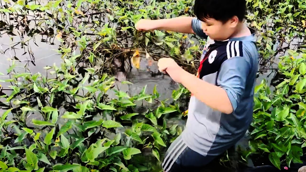 Câu Cá La Hán Giải Trí ,Câu Dính 1 Em KamfaGB Và 1 Số Con Cá La Hán Khác.