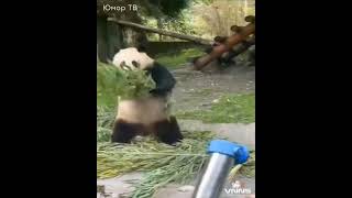 Кунг-фу Панда существует (Kung Fu Panda exists)