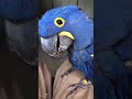 birds being stupid #funny #pets #birds #funnypet #cute