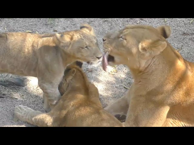 リリ　花2 ライオンのリリ花 ｜愛媛県立とべ動物園