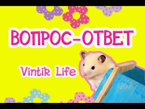 ВОПРОС-ОТВЕТ | СКОЛЬКО МНЕ ЛЕТ? | СКОЛЬКО МЕСЯЦЕВ ВИНТИКУ? | ЧТО ДЕЛАТЬ ЕСЛИ ХОМЯК КУСАЕТ? | #ХОМЯКИ