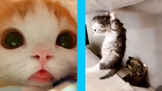 Funny cat's and dog's videos compilation 😂😍 | Animaly 193 by Animaly 8 views 10 months ago 5 minutes, 27 seconds