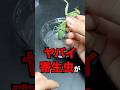 ヤバい寄生虫