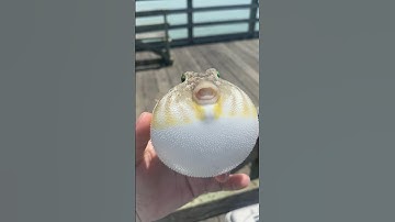 How Many Times Have I Watched This… Yes.     |     Pufferfish Expelling Water Everywhere #fishing