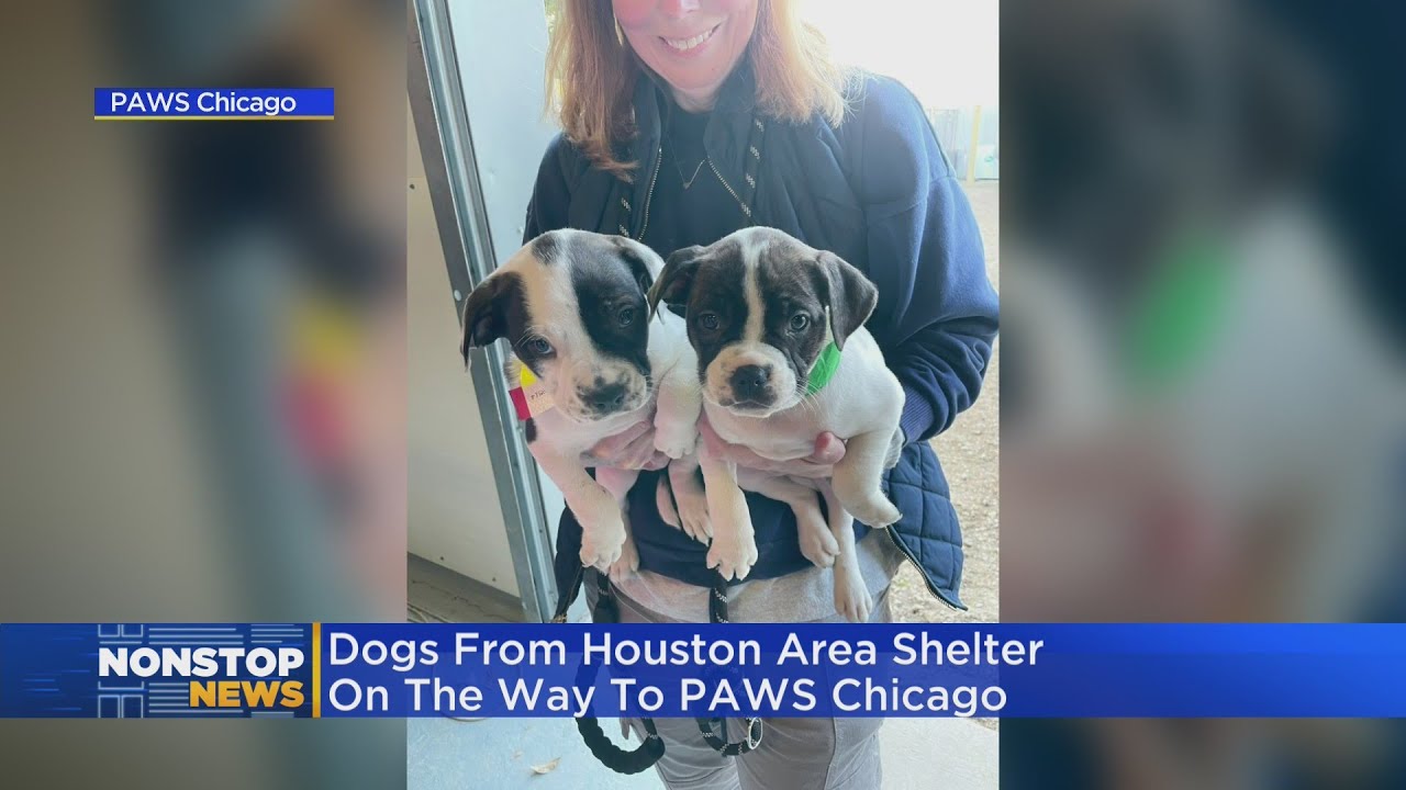 Dogs from Houston area shelter on the way to PAWS Chicago