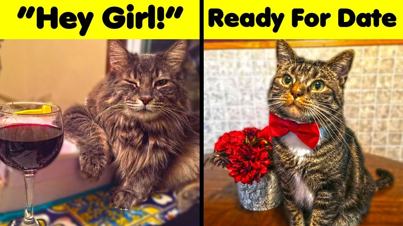 Cute Cats That Can Steal Your Girl Or Man YouTube