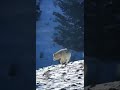 Огромный якутский/сур волк🐺/этот же волк🐺сожрал кавказскую овчарку и оставил только голову овчарки.