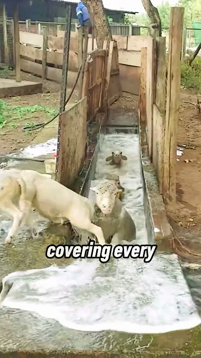 How Medicated Sheep Dips Beat Parasites Every Time