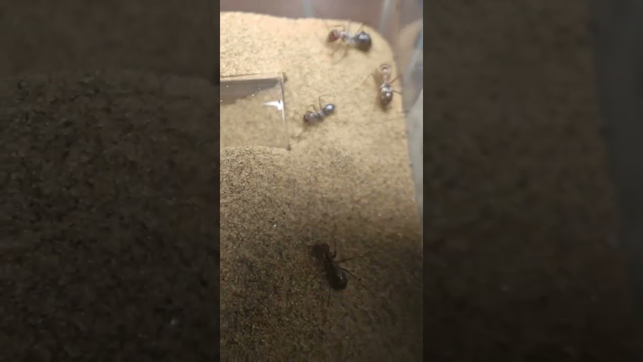 Silver ants in founding stage