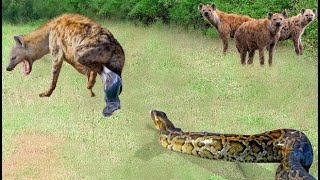真的当之无愧！巨型蟒蛇突袭正在生产的鬣狗，蟒蛇疯狂的野蛮报复成功！