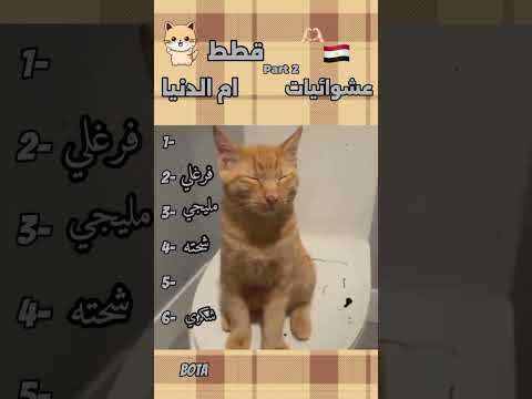 صاوي و جمعة القط صاوي
