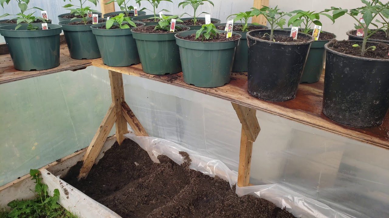 BC PEPPERS 3 Greenhouse Update Transplanting Was A Great Success YouTube