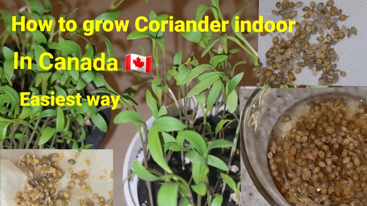 How To Grow Coriander indoor Canada Main Coriander Growing method