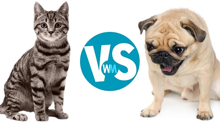 Cats Vs Dogs: Which Makes a Better Pet? - DayDayNews