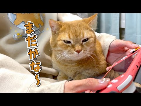 ポケモンを始めると必ずやってきて圧をかけてくる猫が可愛い！