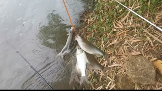 Fishing Adventure: Exploring the River for Catch. Catch and Cook Episode 5' @IGANVLOGS by IGAN VLOG 119 views 2 months ago 15 minutes