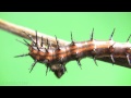 Cannibal caterpillar raw clip series realtime 312 7pak v09845