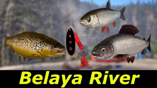 Belaya River | Grayling  & Brown trout | Russian Fishing 4 RF4 SPOT 102