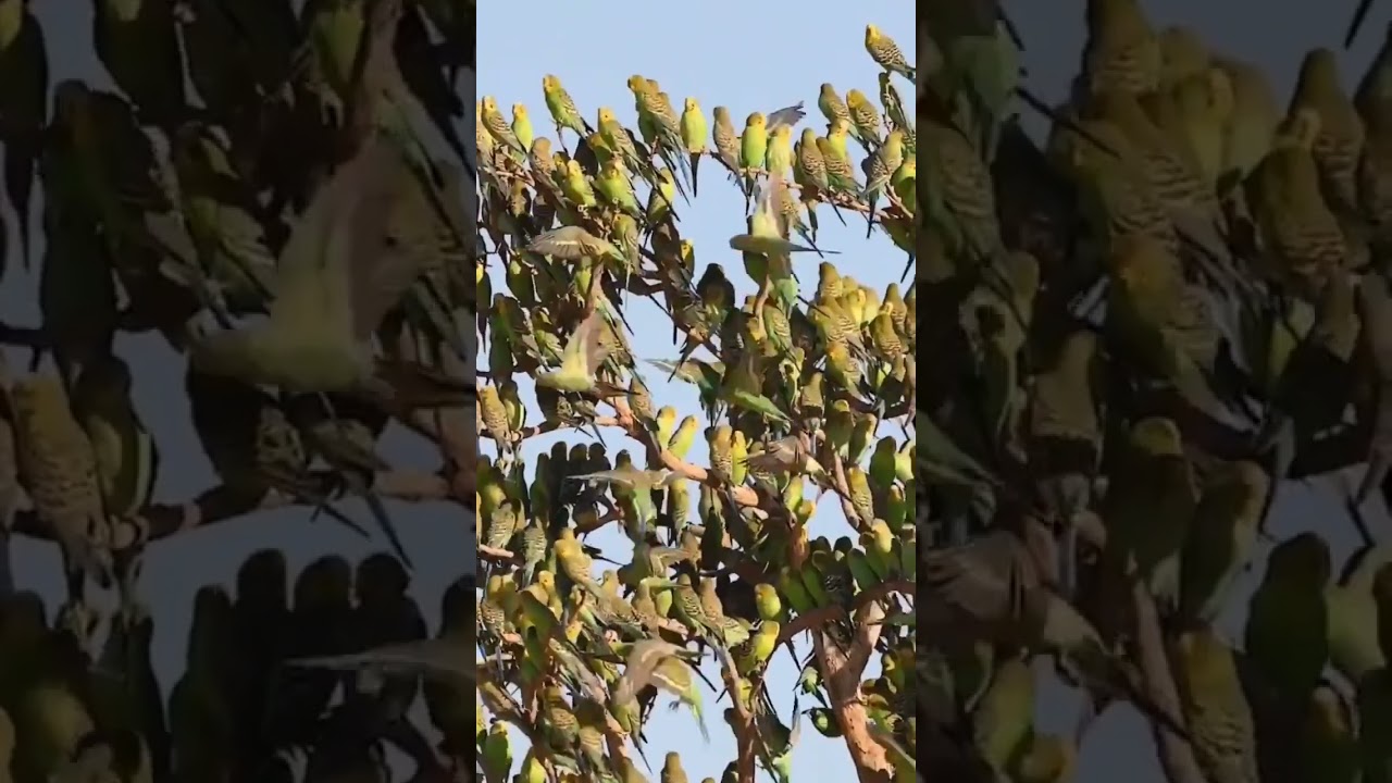 Burung parkit di alam liar 