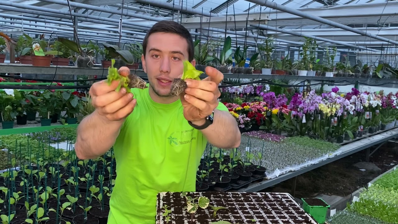 Les boutures : multiplier ses plantes soi-même !