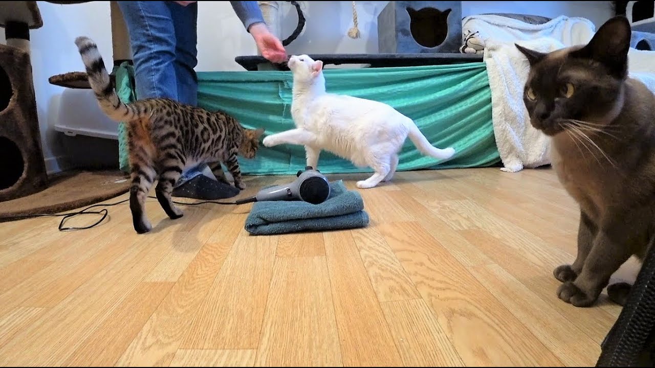 Cat AntiFearTraining Firework, Vacuum Cleaner & Hair/Blow Dryer