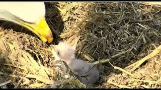 Decorah North Nest ~ Serious Cuteness \& Feeding For DN7 ~ Closeups 5.18.18