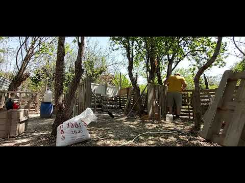 ახალი საღორის მშენებლობა.