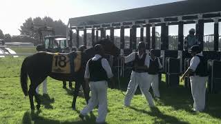 Forcing horse to race