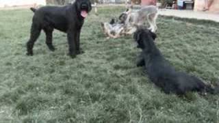 Doginn Kennel's Giant Schnauzers