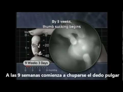 como es un bebe de 8 semanas de gestacion