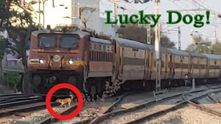 Casual doggie narrowly escapes big train!