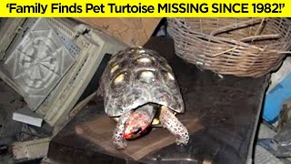 Family Cleans House, Finds Pet Tortoise Missing Since 1982 - Weird News 2