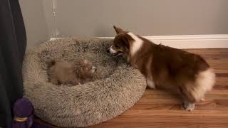 Corgi and Maltipoo puppy annoying each other