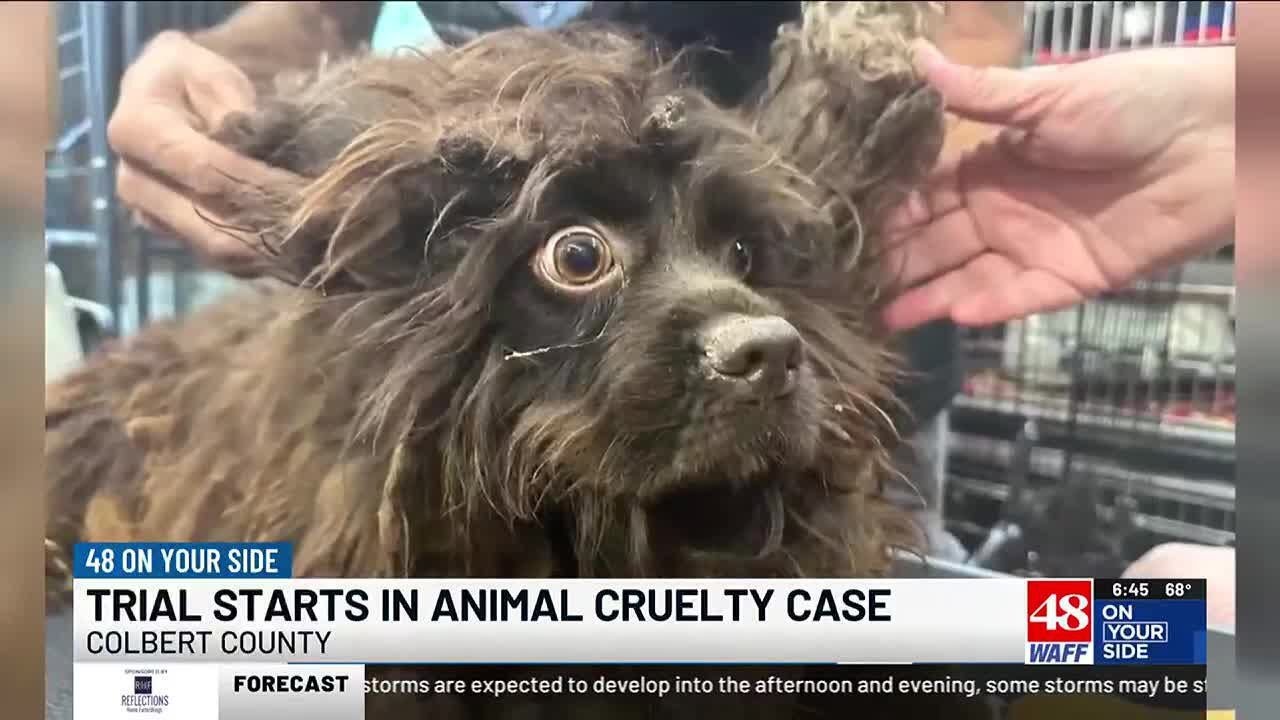 The trial for a woman charged with multiple counts of animal cruelty ...