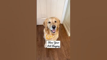 Belly up is Pearl’s preferred sleeping position 😂 #shorts #dogshorts #funnydogs #shortsviral