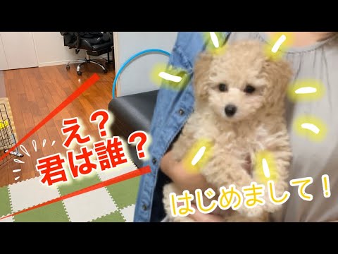 家族に子犬をお迎えしたこと黙ってました。【トイプードル多頭飼い】 #98