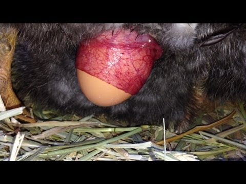 Chicken laying an egg! (CLOSE UP)