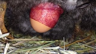 Chicken laying an egg! (CLOSE UP)