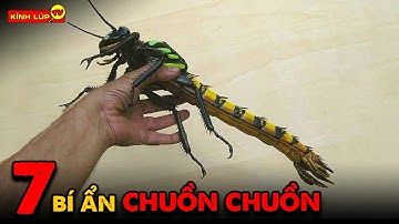 🔥 8 Sự Thật Ly Kỳ và Thú Vị về Chuồn Chuồn Mà Kính Lúp TV Đã Tìm Tòi Vòng Quay Thế Giới Cho Bạn Đây