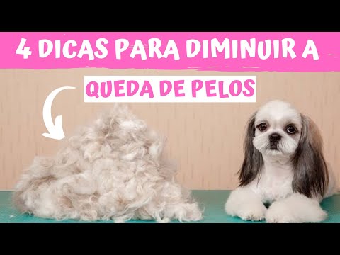 Vídeo: Os shih tzus perdem muito pelo?